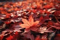 Generative AI Image of Autumn Red Maple Leaves Falling on the Ground Royalty Free Stock Photo