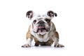 Generative AI image of a bulldog puppy on an isolated white background