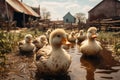 Generative AI Image of Cute Ducks Animal Swimming in Water Puddle