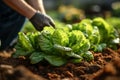 Generative AI Image of Farmer Planting Fresh Lettuce Vegetables in Garden