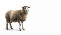 Sheep animal on isolated white background Royalty Free Stock Photo