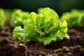 Generative AI Image of Fresh Green Lettuce on the Ground