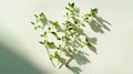 Generative AI Image of Fresh Harvested Green Thyme Leaf Sprig on Tea Pastel Shadow Light Background Royalty Free Stock Photo