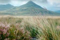 Generative AI Image of Grass in the Pasture with Hill Mountain View in Bright Day Royalty Free Stock Photo