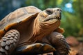 Generative AI Image of Great Tortoise Standing in Wild Nature at Bright Day Royalty Free Stock Photo