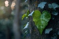 Generative AI Image of Green Leaves Forming a Love Heart on Tree Trunk in Forest Royalty Free Stock Photo