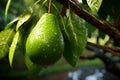 Generative AI Image of Health Fresh Avocado Fruit Hanging on Tree Royalty Free Stock Photo