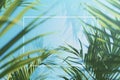 Generative AI Image of Line Frame with Tropical Plant in Summer on Blue Wall Background