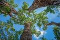 Generative AI Image of Low Angle Shot of Trees Under the Blue Sky