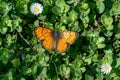 Generative AI Image of Orange Butterfly Landing on Plant with Daisy Flowers in Spring Royalty Free Stock Photo