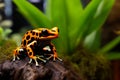 Generative AI Image of Orange Frog Animal Resting on a Rock in Amazon Rainforest