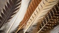 A close-up captures an array of feathered plumes with intricate patterns, ranging from speckled browns to delicate whites, on a Royalty Free Stock Photo