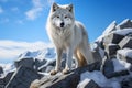 Generative AI Image of White Wolf Animal Standing on a Rock in Winter Season