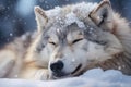 Generative AI Image of Wildlife Wolf Animal Sleeping with Snowfall in Winter Season