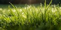 Juicy_lush_green_grass_on_meadow_with_drops_1690444240256_6 Royalty Free Stock Photo