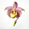 Ladys_slipper_orchid_Paphiopedilum_Callosum_1690599627767_4