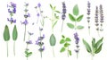 Generative AI Lavender flowers and leaves creative layout isolated on white background Top view flat lay Floral co Royalty Free Stock Photo