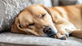 Generative AI Lazy sleeping dog relaxing on a cozy couch with soft fabric texture business concept.