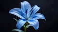 Generative AI Lily blue  flower isolated on  black  background  Closeup Nature business concept. Royalty Free Stock Photo