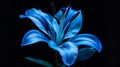 Generative AI Lily blue  flower isolated on  black  background  Closeup Nature business concept. Royalty Free Stock Photo