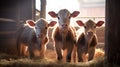 Generative AI, little calfs looking at the camera on a farm, cows
