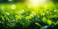 Lush green grass in macro view with dew drops under the bright, warm sunlight of a fresh summer morning, evoking growth and Royalty Free Stock Photo