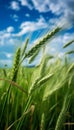 Lush_green_young_tall_grass_sways_in_the_1690447259238_3 Royalty Free Stock Photo