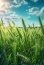 Lush_green_young_tall_grass_sways_in_the_1690447259238_1 Royalty Free Stock Photo