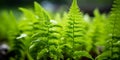 Generative AI macro closeup of new curly young green leaves of soft fern Polystichum aculeatum evergreen species a Royalty Free Stock Photo