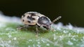 Generative AI Macro closeup of a patterned beige beetle on a frosty leaf showcasing natural insect textures busine