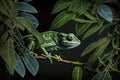 Generative AI. Malagasy giant chameleon or Oustalet \'s chameleon