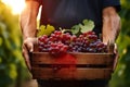 Generative AI male farmer winemaker holds a wooden box with red grapes. Vineyard at sunset in autumn or summer. Ripe