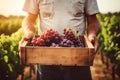 Generative AI male farmer winemaker holds a wooden box with red grapes. Vineyard at sunset in autumn or summer. Ripe
