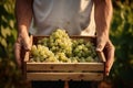 Generative AI male farmer winemaker holds a wooden box with white grapes. Vineyard at sunset in autumn or summer. Ripe