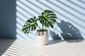 Generative ai: Minimal summer or spring still life with green Monstera leaf and vase on pale pink table. Hard shadow in the