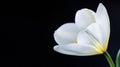 Generative AI Minimalist Closeup of a Single White Tulip on Solid Black Background business concept.
