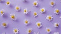 Generative AI Minimalist purple background with Chamomiles Matricaria chamomilla decorated on for Biological exper