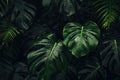 Generative ai: Monstera green leaves or Monstera Deliciosa in dark tones, background or green leafy tropical