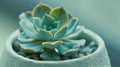 Generative AI Multiple indoor house plant close up Succulent with pale green long leaves in white textured pot Sma
