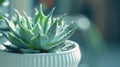 Generative AI Multiple indoor house plant close up Succulent with pale green long leaves in white textured pot Sma