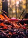 Mushroom in the woods in the rain Beetle 1690448430741 4