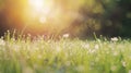 Generative AI natural grass field background with blurred bokeh and sun rays business concept. Royalty Free Stock Photo