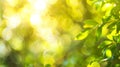 Generative AI Natural green yellow blurred background Green yellow bokeh on nature defocus abstract blur backgroun Royalty Free Stock Photo
