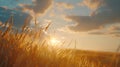 Generative AI Natural rural summer landscape Field of ripe golden wheat in rays of sunlight at sunset against back Royalty Free Stock Photo