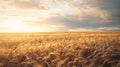 Generative AI Natural rural summer landscape Field of ripe golden wheat in rays of sunlight at sunset against back Royalty Free Stock Photo