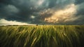 Generative AI Natural rural summer panoramic landscape Wheat field against stormy sky with dark clouds Nature befo