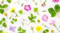 Generative AI Natural spring wildflowers with green leaves flat lay on white background Spring floral pattern deli Royalty Free Stock Photo