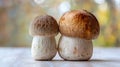 Generative AI Pair of cep penny bun or porcino Boletus edulis is a basidiomycete fungus Macro close up of deliciou