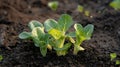 Generative AI Pak choi seedling sprouting in soil Bok choy pok choi or chinese cabbage in soil Organic farming con