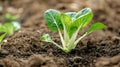 Generative AI Pak choi seedling sprouting in soil Bok choy pok choi or chinese cabbage in soil Organic farming con